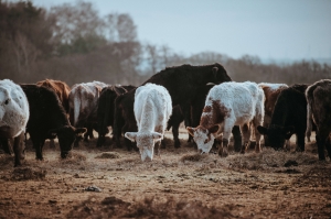 Benefits of a Ranch Management System for the Cattle Industry