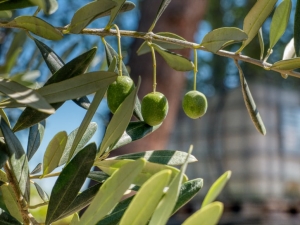 benefits of olive leaf extract