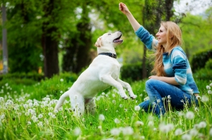 Top basic requirements of every dog