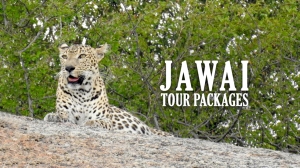 Jawai Tour Packages From Jaipur