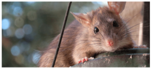 What Should You Expect From a Rodent Control Services Provider?