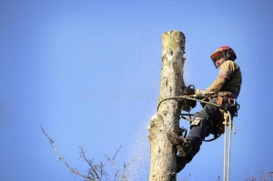 What do tree doctors do?  How much do tree doctors cost? 