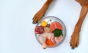 What You Need to Know About Raw Food Diets for Dogs