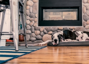 Flooring for Dogs