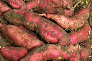 Sweet Potato Cultivation – Planting, Caring And Harvesting