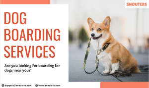 Everything About Dog Boarding Service In India!