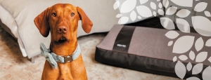 Everything A Dog Parent Should Know About Dog Beds