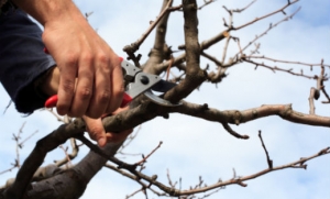What You Need To Know About Tree Trimming