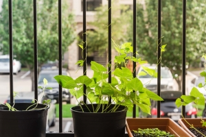 How to Start a Best Balcony Kitchen Garden Design