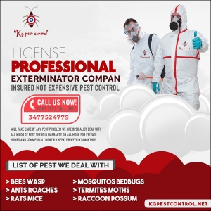 The Importance of Professional Pest Control for a Healthy and Safe Environment
