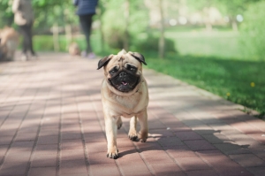 Are Pugs Friendly For Family?