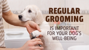How to Groom Your Pet in 5 Simple Ways